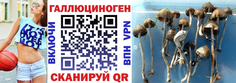 Псилоцибиновые грибы Psilocybe  hydra вход  Карабаш  что такое наркотик 